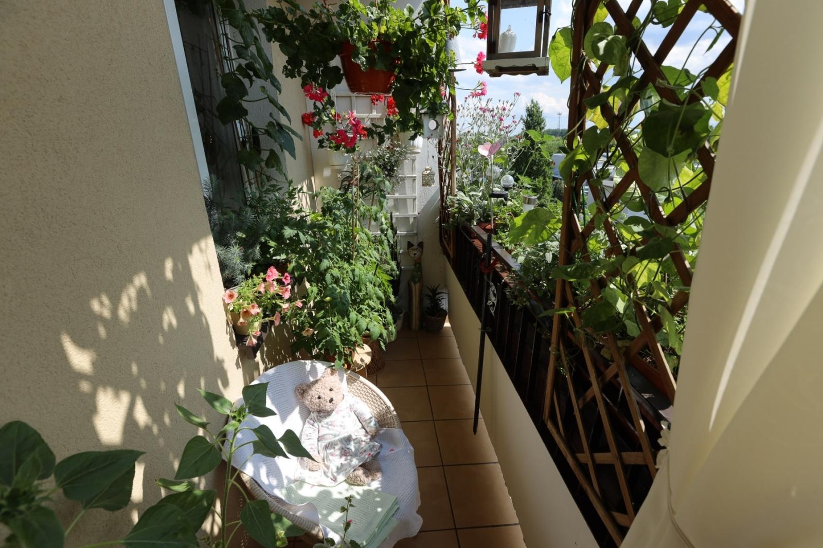 Zdjęcie w galerii na portalu naszraciborz.pl: Raciborskie balkony toną w zieleni. Zobaczcie nagrodzone i wyróżnione w konkursie Zielono Mi [FOTO] wiadomości z regionu