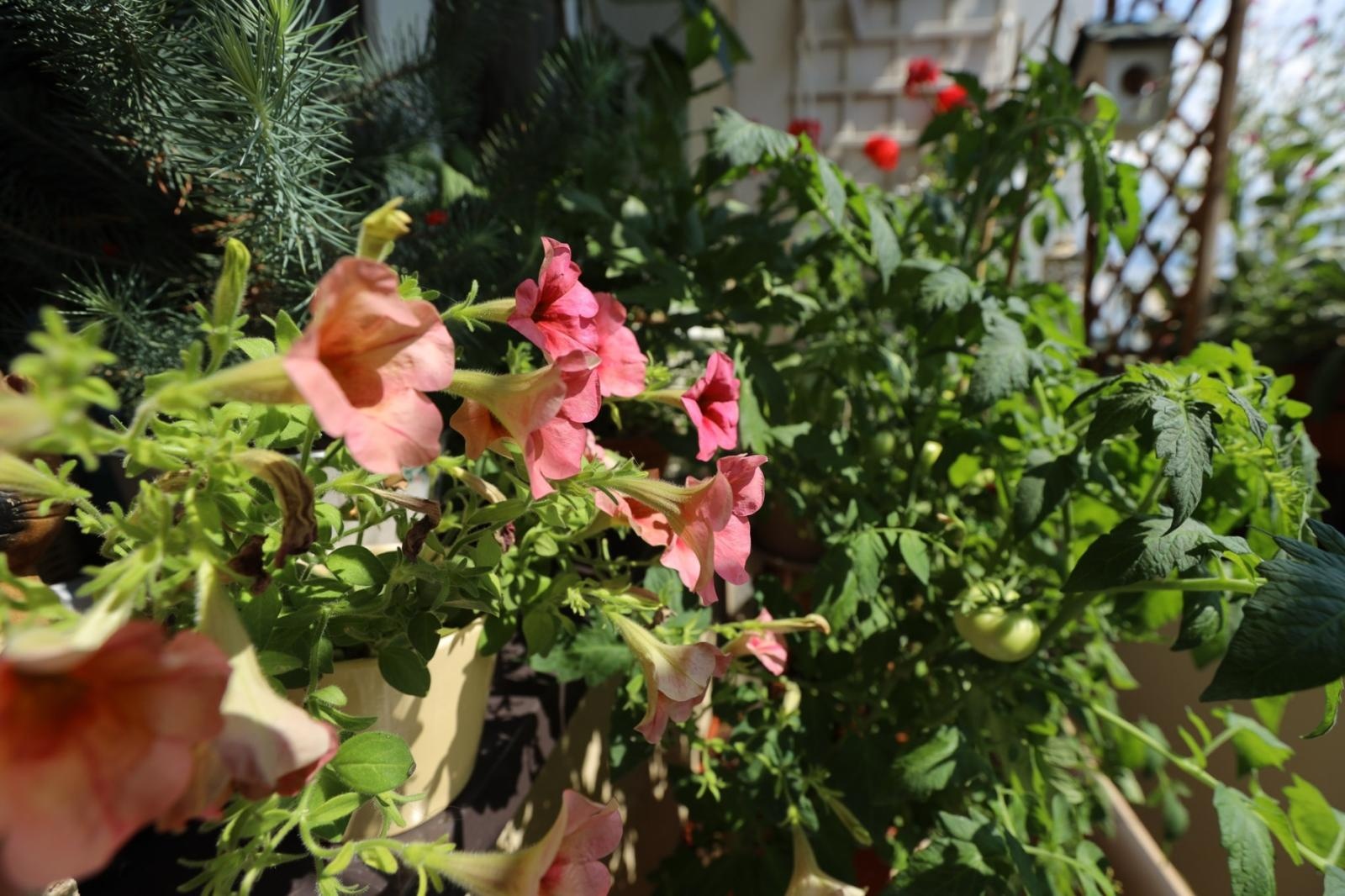 Zdjęcie w galerii na portalu naszraciborz.pl: Raciborskie balkony toną w zieleni. Zobaczcie nagrodzone i wyróżnione w konkursie Zielono Mi [FOTO] wiadomości z regionu