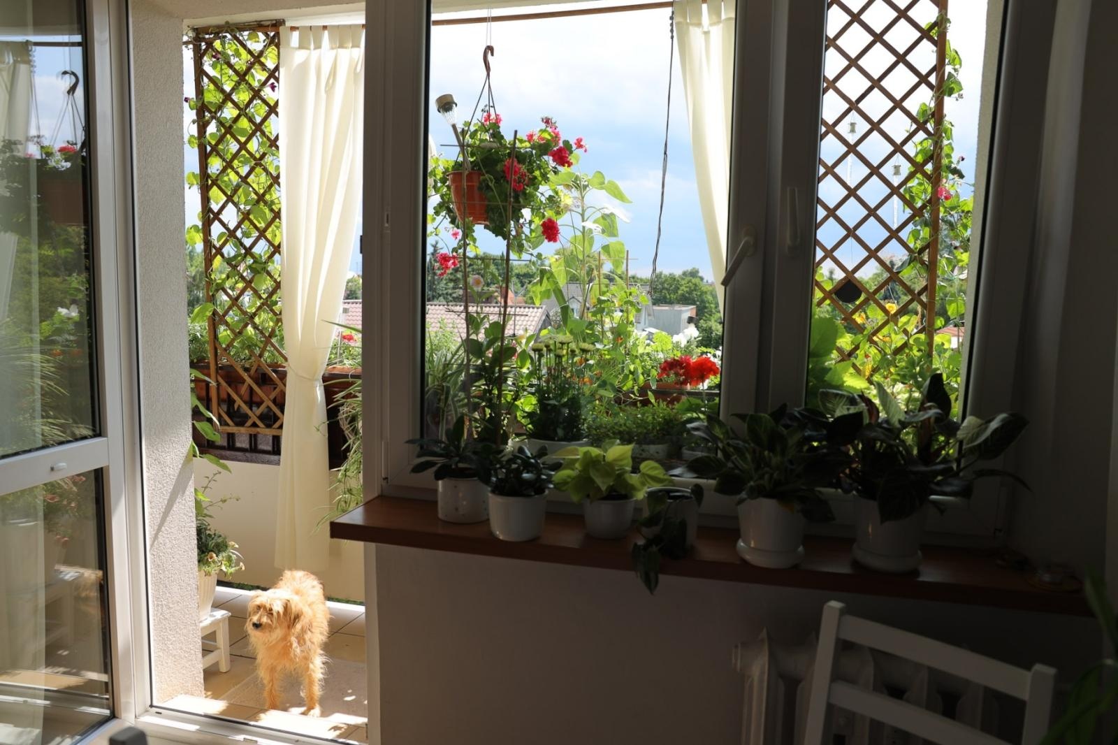 Zdjęcie w galerii na portalu naszraciborz.pl: Raciborskie balkony toną w zieleni. Zobaczcie nagrodzone i wyróżnione w konkursie Zielono Mi [FOTO] wiadomości z regionu