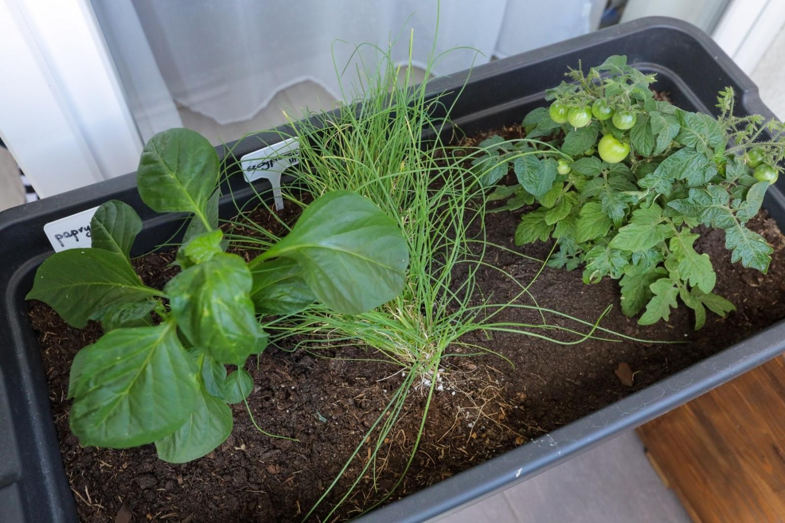 Zdjęcie w galerii na portalu naszraciborz.pl: Raciborskie balkony toną w zieleni. Zobaczcie nagrodzone i wyróżnione w konkursie Zielono Mi [FOTO] wiadomości z regionu