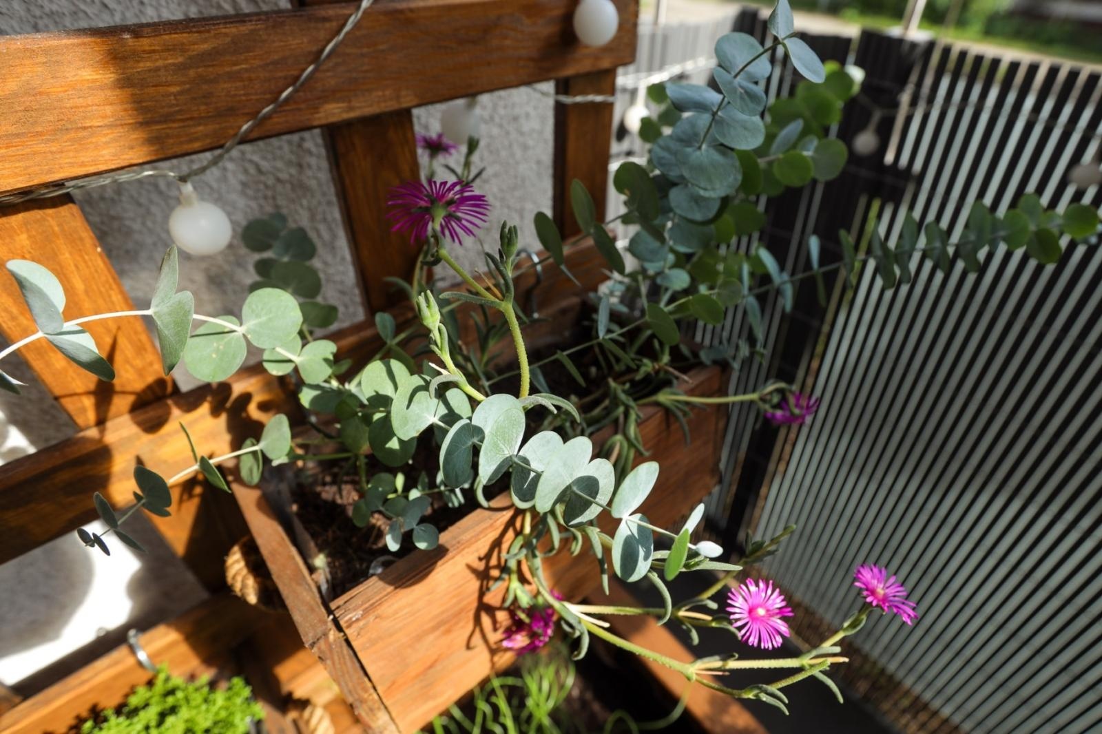 Zdjęcie w galerii na portalu naszraciborz.pl: Raciborskie balkony toną w zieleni. Zobaczcie nagrodzone i wyróżnione w konkursie Zielono Mi [FOTO] wiadomości z regionu