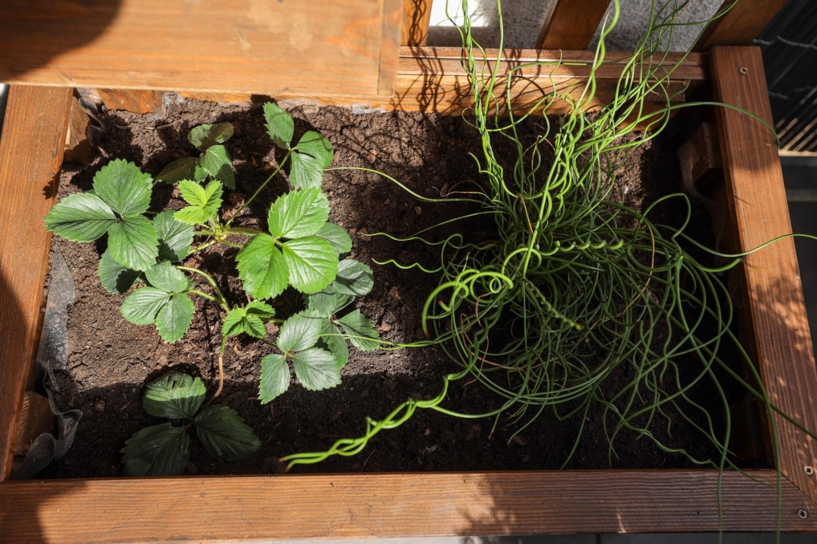 Zdjęcie w galerii na portalu naszraciborz.pl: Raciborskie balkony toną w zieleni. Zobaczcie nagrodzone i wyróżnione w konkursie Zielono Mi [FOTO] wiadomości z regionu