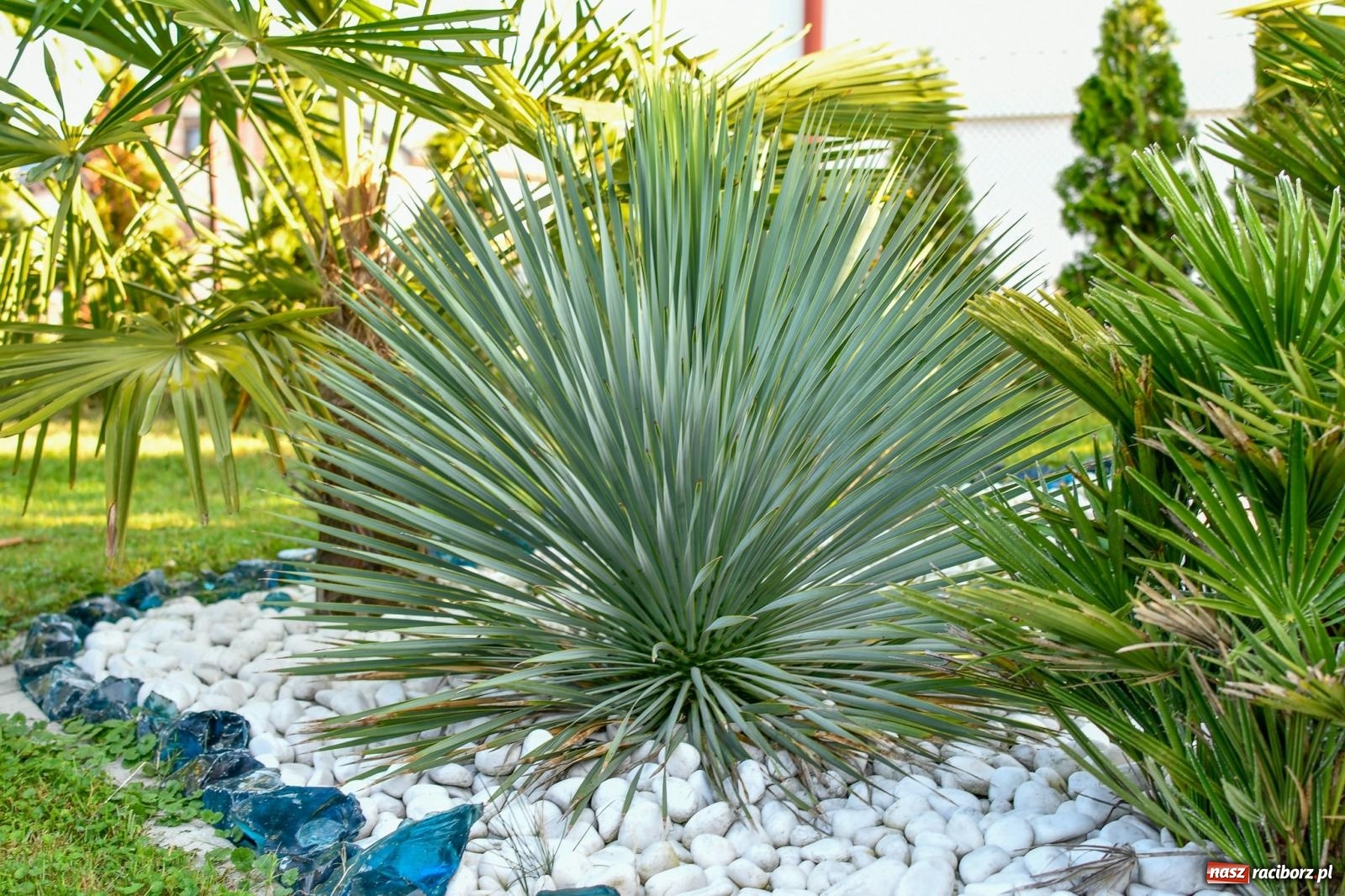 Zdjęcie w galerii na portalu naszraciborz.pl: Ogród w Krowiarkach pełen egzotycznych roślin [FOTO i WIDEO] wiadomości z regionu