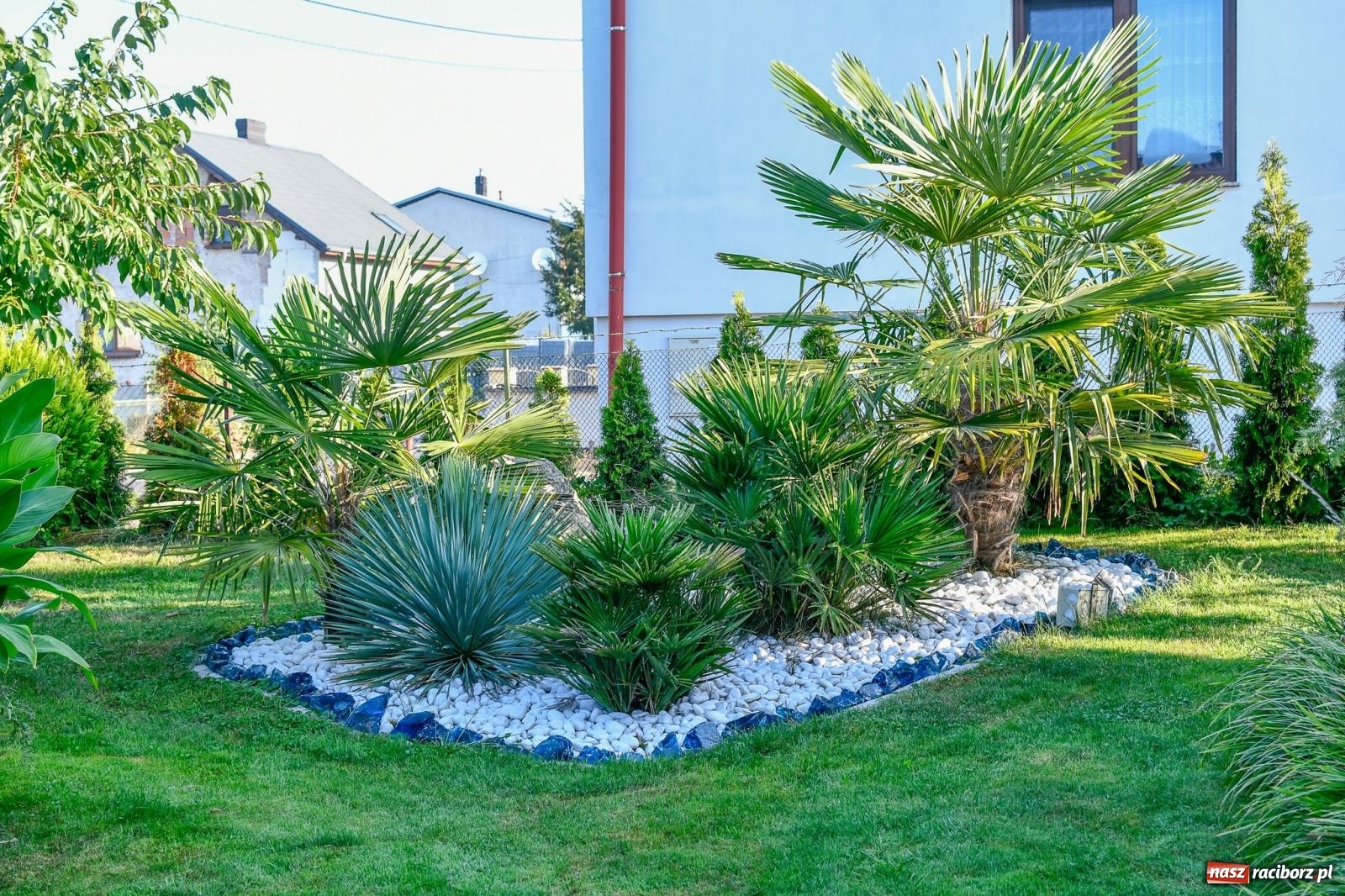 Zdjęcie w galerii na portalu naszraciborz.pl: Ogród w Krowiarkach pełen egzotycznych roślin [FOTO i WIDEO] wiadomości z regionu