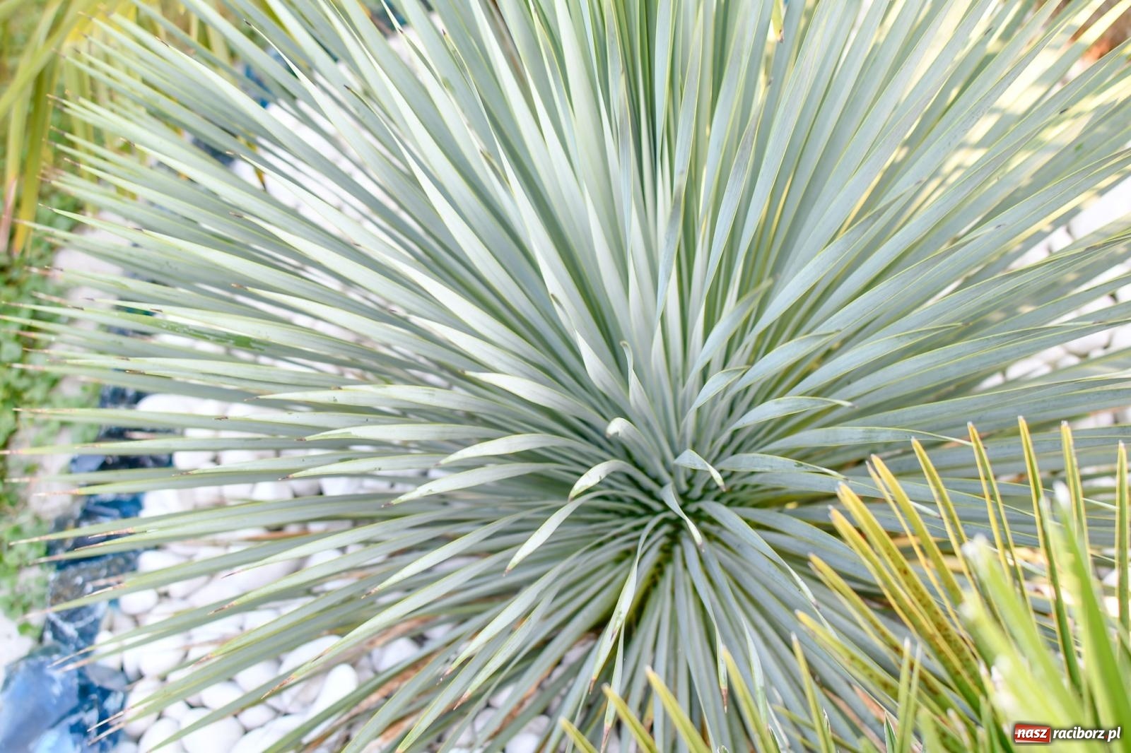 Zdjęcie w galerii na portalu naszraciborz.pl: Ogród w Krowiarkach pełen egzotycznych roślin [FOTO i WIDEO] wiadomości z regionu