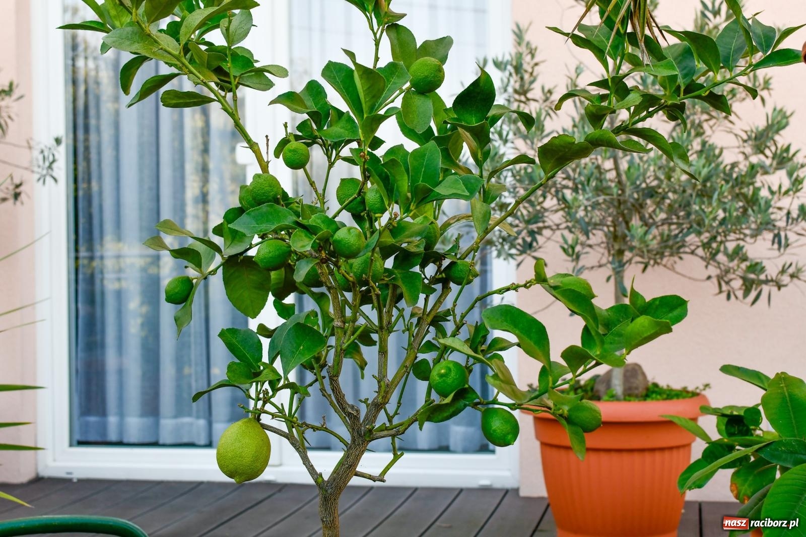 Zdjęcie w galerii na portalu naszraciborz.pl: Ogród w Krowiarkach pełen egzotycznych roślin [FOTO i WIDEO] wiadomości z regionu