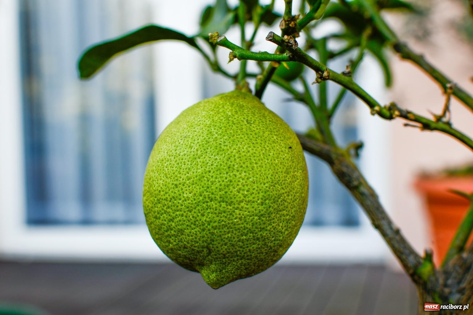 Zdjęcie w galerii na portalu naszraciborz.pl: Ogród w Krowiarkach pełen egzotycznych roślin [FOTO i WIDEO] wiadomości z regionu