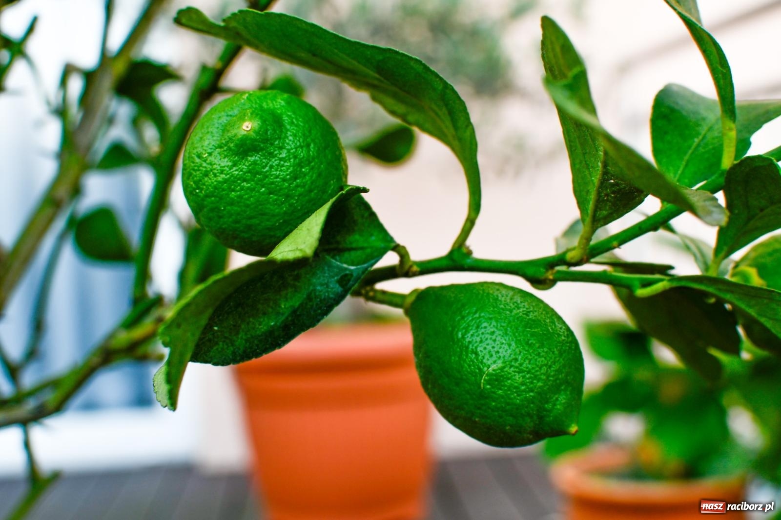 Zdjęcie w galerii na portalu naszraciborz.pl: Ogród w Krowiarkach pełen egzotycznych roślin [FOTO i WIDEO] wiadomości z regionu