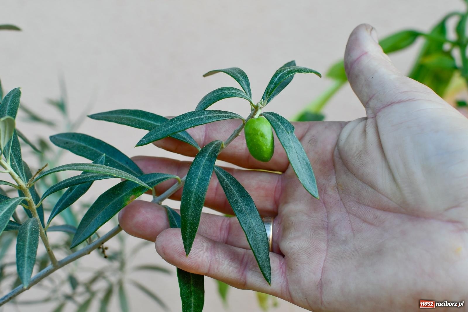 Zdjęcie w galerii na portalu naszraciborz.pl: Ogród w Krowiarkach pełen egzotycznych roślin [FOTO i WIDEO] wiadomości z regionu