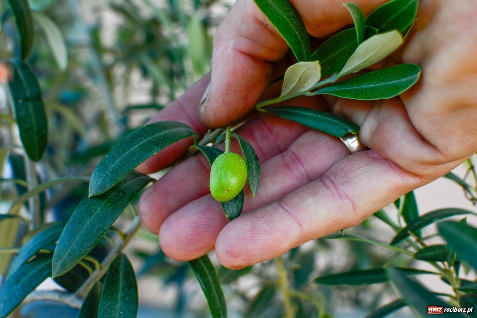 Zdjęcie w galerii na portalu naszraciborz.pl: Ogród w Krowiarkach pełen egzotycznych roślin [FOTO i WIDEO] wiadomości z regionu