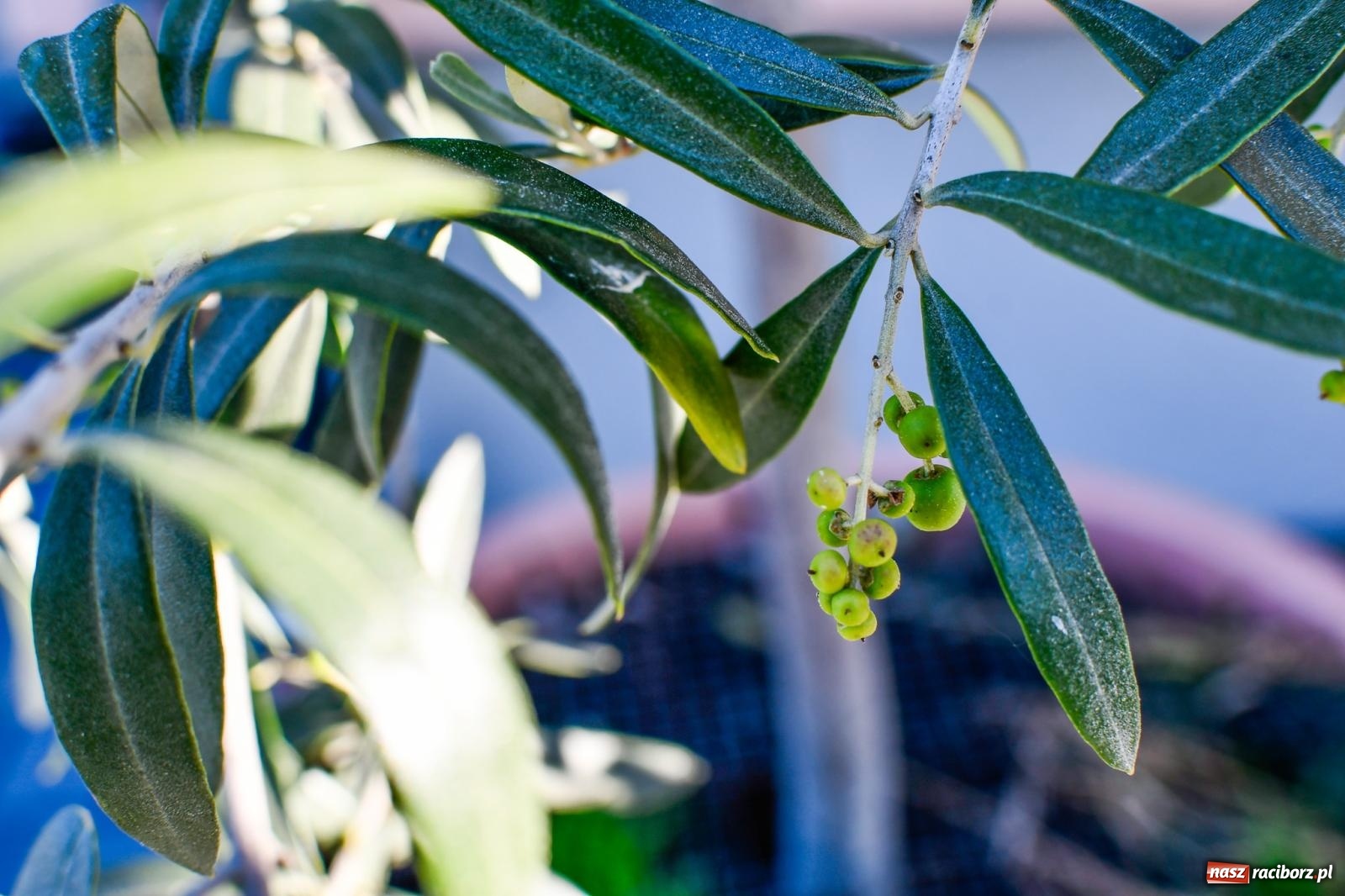Zdjęcie w galerii na portalu naszraciborz.pl: Ogród w Krowiarkach pełen egzotycznych roślin [FOTO i WIDEO] wiadomości z regionu
