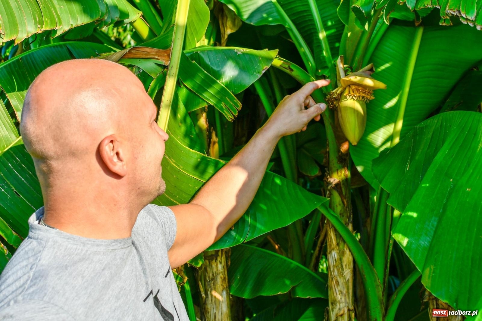 Zdjęcie w galerii na portalu naszraciborz.pl: Ogród w Krowiarkach pełen egzotycznych roślin [FOTO i WIDEO] wiadomości z regionu