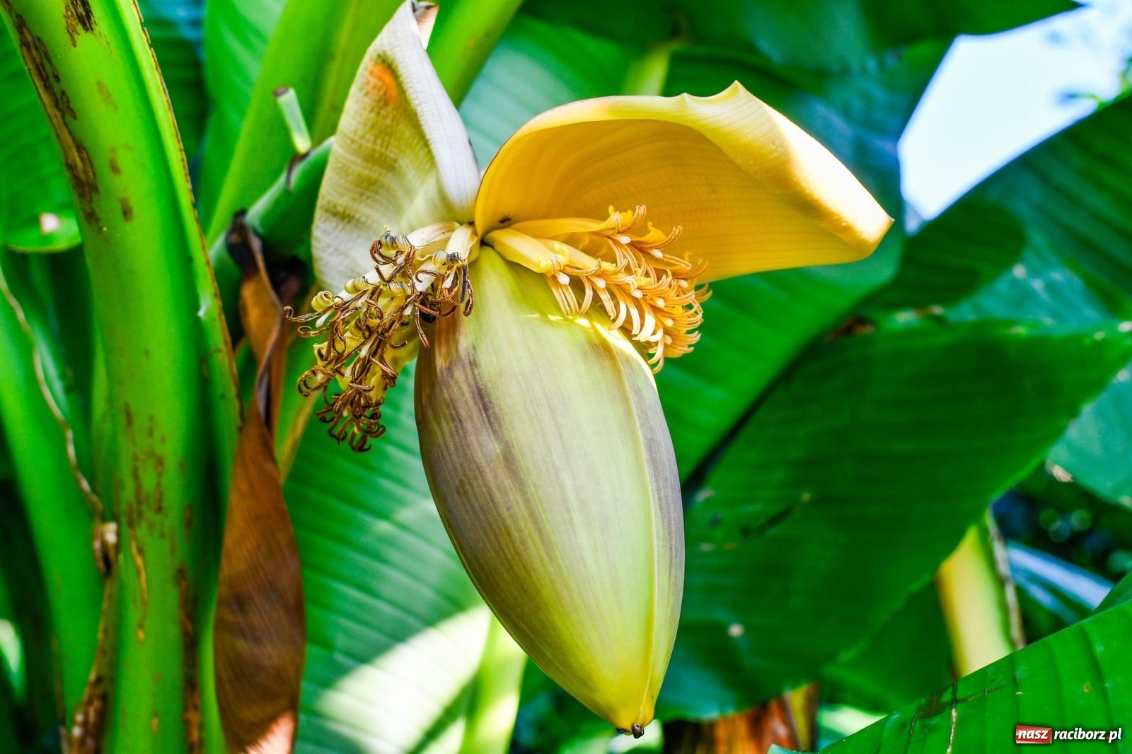 Zdjęcie w galerii na portalu naszraciborz.pl: Ogród w Krowiarkach pełen egzotycznych roślin [FOTO i WIDEO] wiadomości z regionu