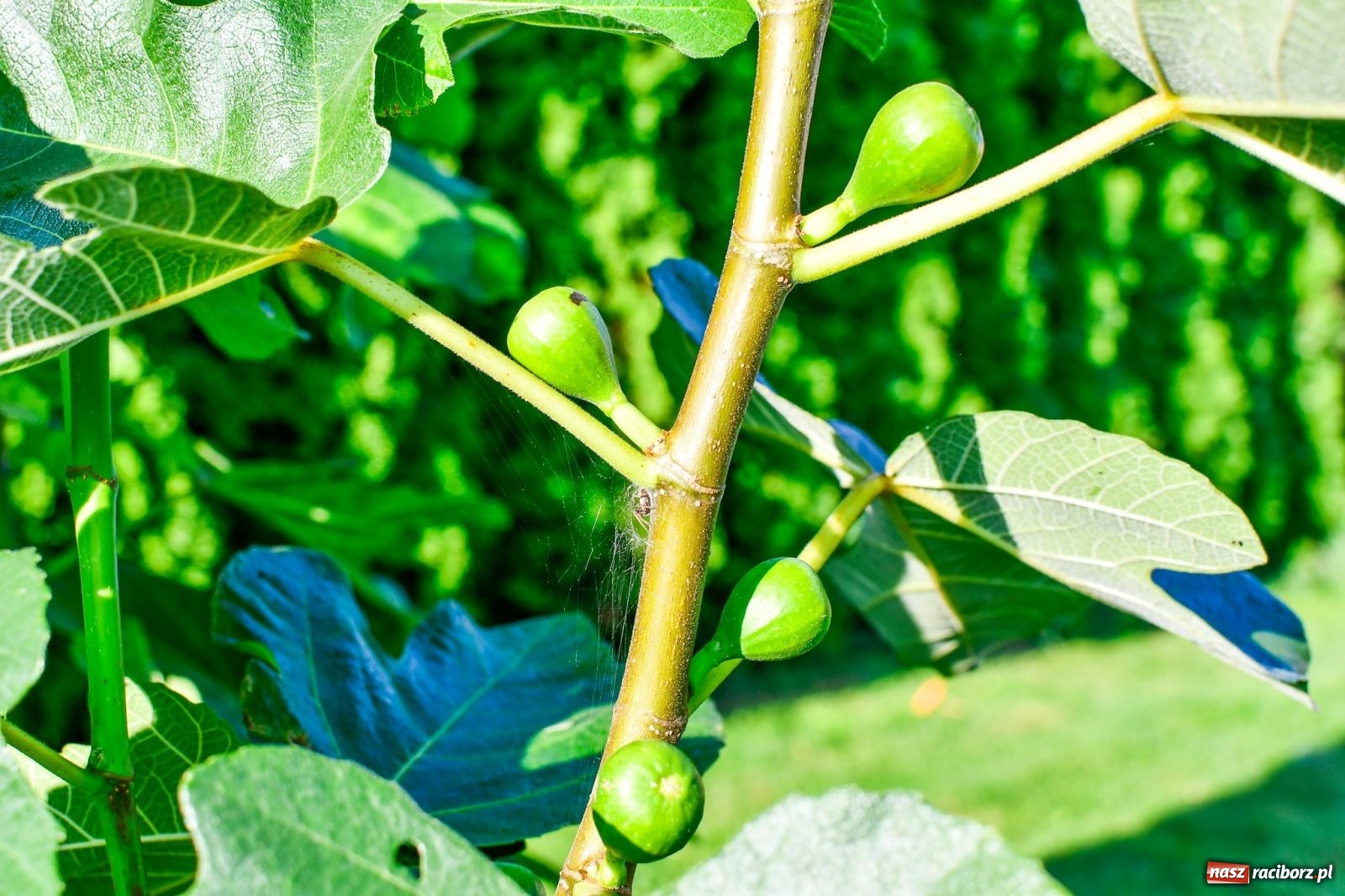 Zdjęcie w galerii na portalu naszraciborz.pl: Ogród w Krowiarkach pełen egzotycznych roślin [FOTO i WIDEO] wiadomości z regionu