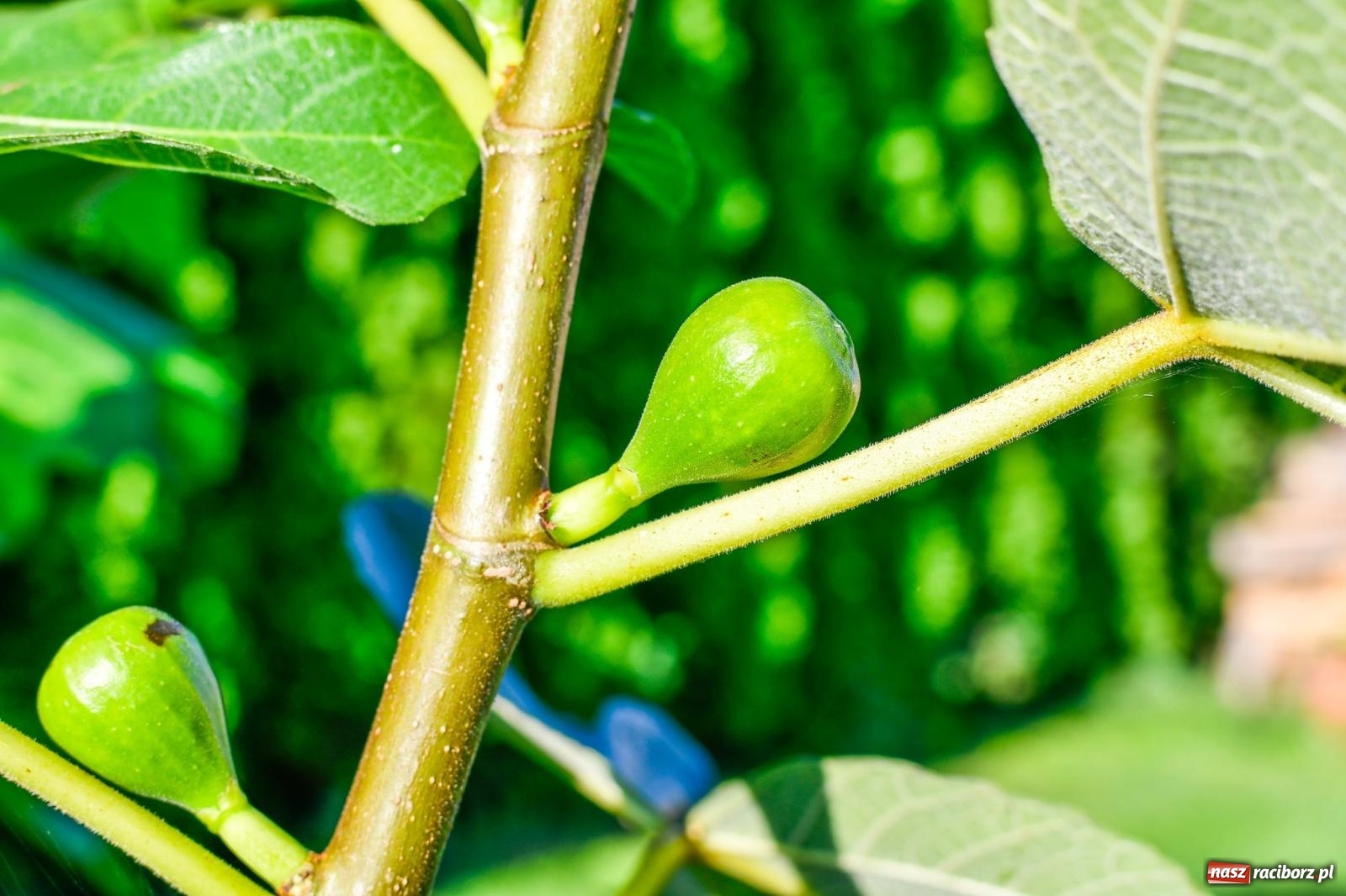 Zdjęcie w galerii na portalu naszraciborz.pl: Ogród w Krowiarkach pełen egzotycznych roślin [FOTO i WIDEO] wiadomości z regionu