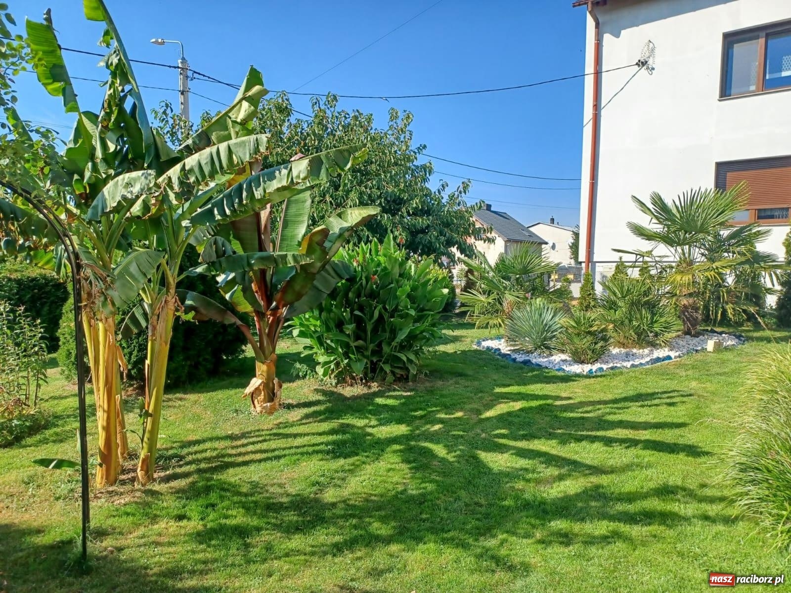 Zdjęcie w galerii na portalu naszraciborz.pl: Ogród w Krowiarkach pełen egzotycznych roślin [FOTO i WIDEO] wiadomości z regionu