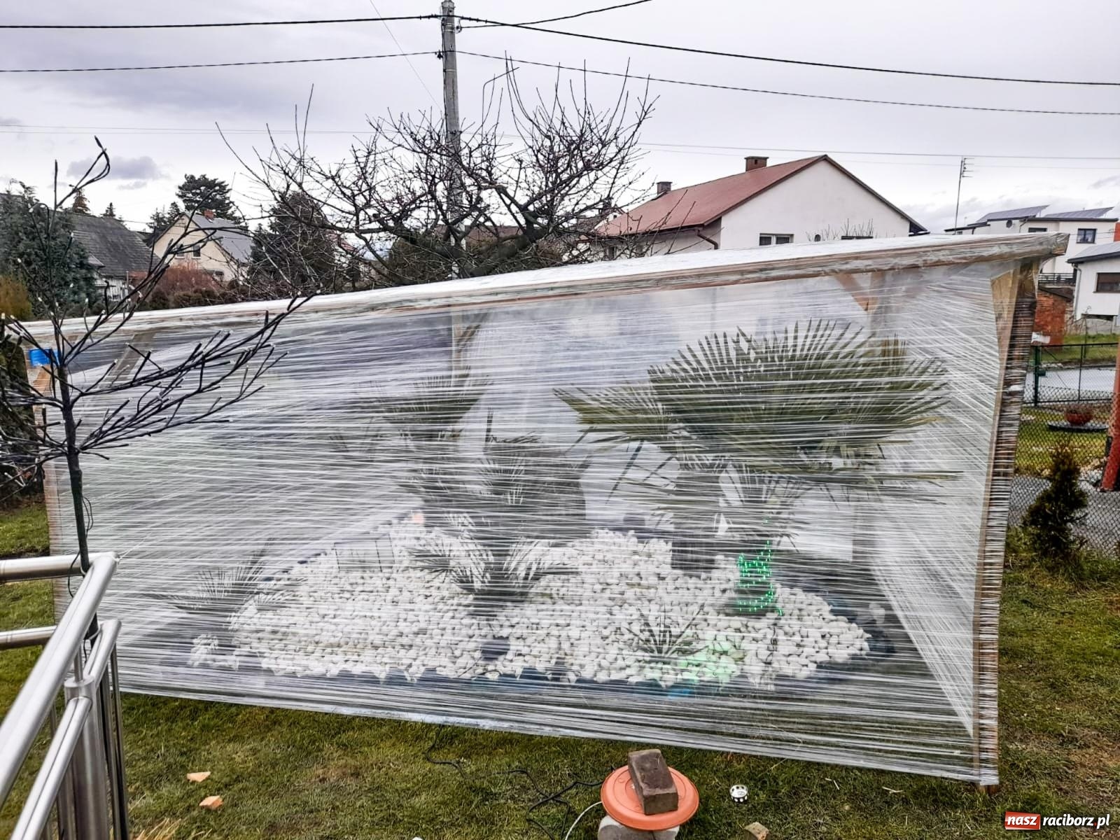 Zdjęcie w galerii na portalu naszraciborz.pl: Ogród w Krowiarkach pełen egzotycznych roślin [FOTO i WIDEO] wiadomości z regionu