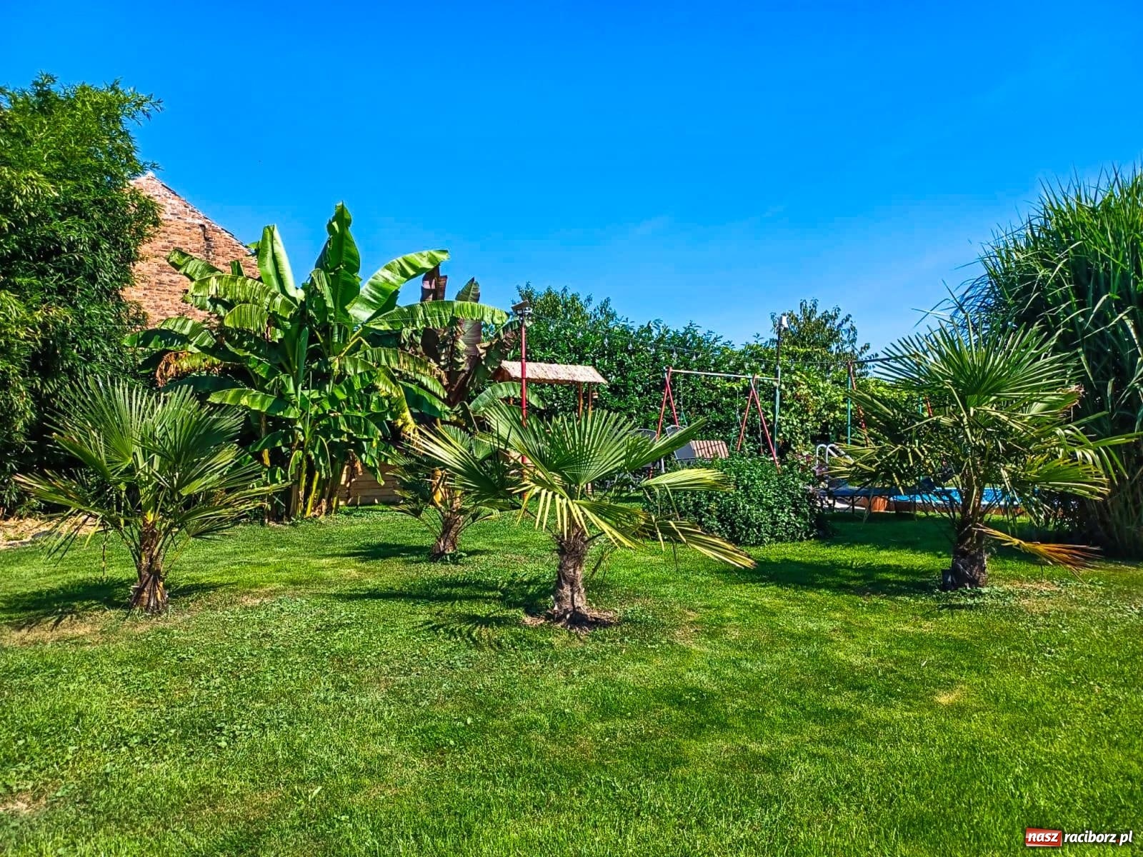 Zdjęcie w galerii na portalu naszraciborz.pl: Ogród w Krowiarkach pełen egzotycznych roślin [FOTO i WIDEO] wiadomości z regionu