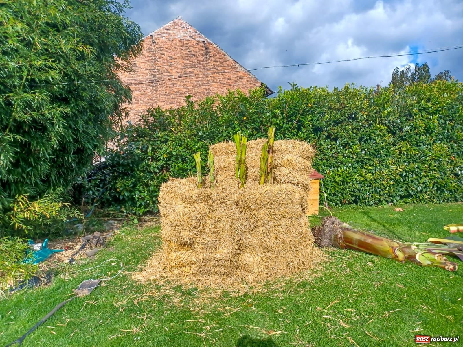Zdjęcie w galerii na portalu naszraciborz.pl: Ogród w Krowiarkach pełen egzotycznych roślin [FOTO i WIDEO] wiadomości z regionu