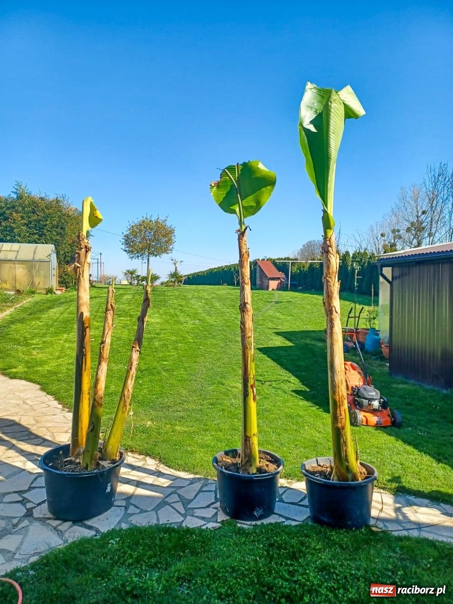 Zdjęcie w galerii na portalu naszraciborz.pl: Ogród w Krowiarkach pełen egzotycznych roślin [FOTO i WIDEO] wiadomości z regionu