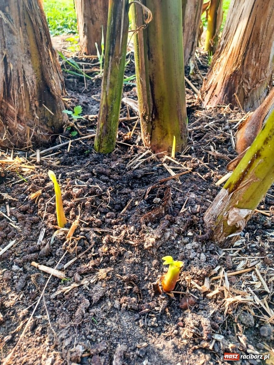Zdjęcie w galerii na portalu naszraciborz.pl: Ogród w Krowiarkach pełen egzotycznych roślin [FOTO i WIDEO] wiadomości z regionu