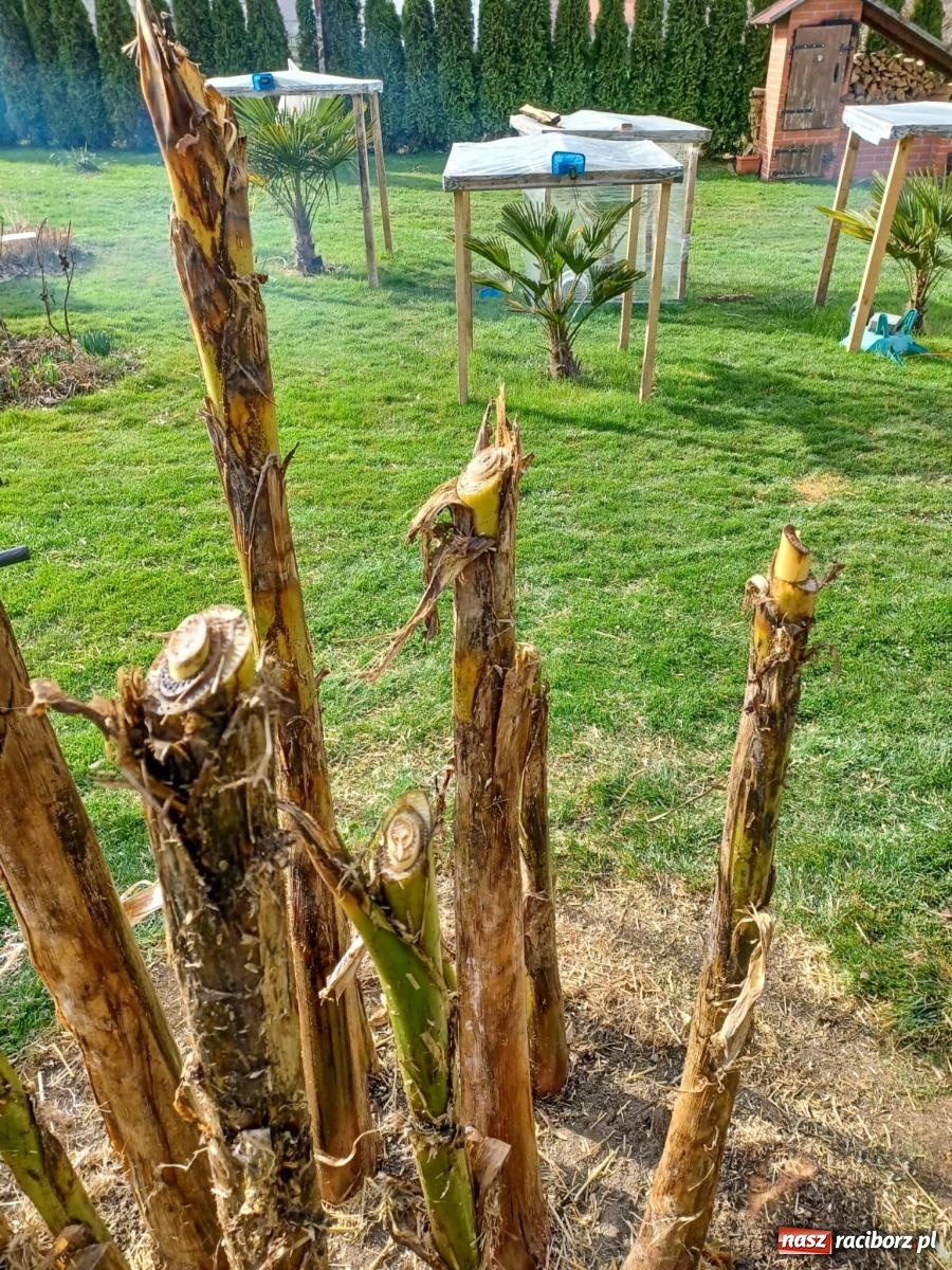 Zdjęcie w galerii na portalu naszraciborz.pl: Ogród w Krowiarkach pełen egzotycznych roślin [FOTO i WIDEO] wiadomości z regionu