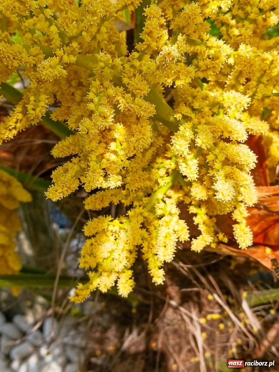 Zdjęcie w galerii na portalu naszraciborz.pl: Ogród w Krowiarkach pełen egzotycznych roślin [FOTO i WIDEO] wiadomości z regionu
