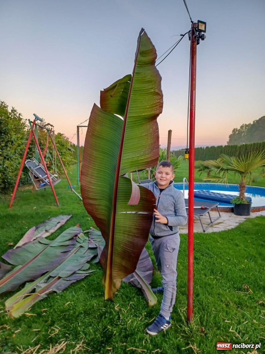 Zdjęcie w galerii na portalu naszraciborz.pl: Ogród w Krowiarkach pełen egzotycznych roślin [FOTO i WIDEO] wiadomości z regionu
