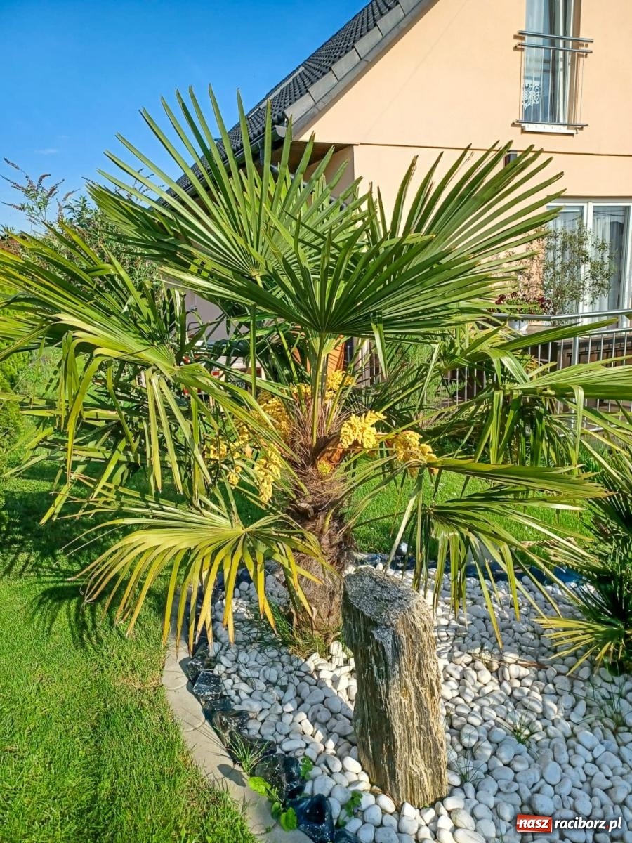 Zdjęcie w galerii na portalu naszraciborz.pl: Ogród w Krowiarkach pełen egzotycznych roślin [FOTO i WIDEO] wiadomości z regionu