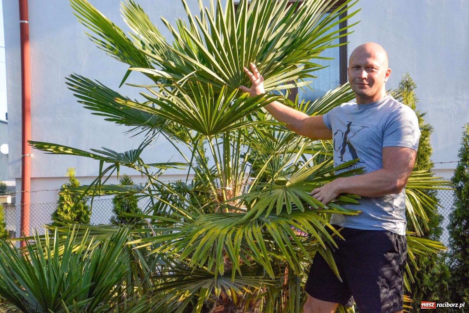 Zdjęcie w galerii na portalu naszraciborz.pl: Ogród w Krowiarkach pełen egzotycznych roślin [FOTO i WIDEO] wiadomości z regionu