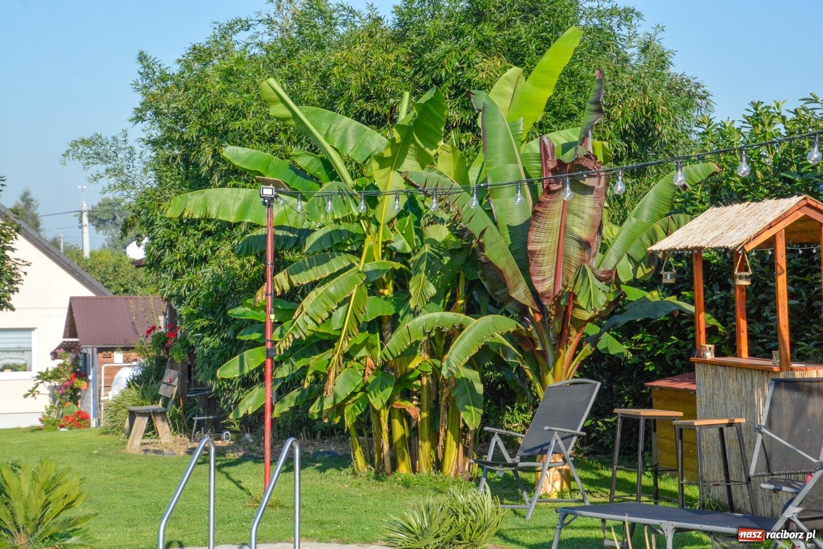 Zdjęcie w galerii na portalu naszraciborz.pl: Ogród w Krowiarkach pełen egzotycznych roślin [FOTO i WIDEO] wiadomości z regionu
