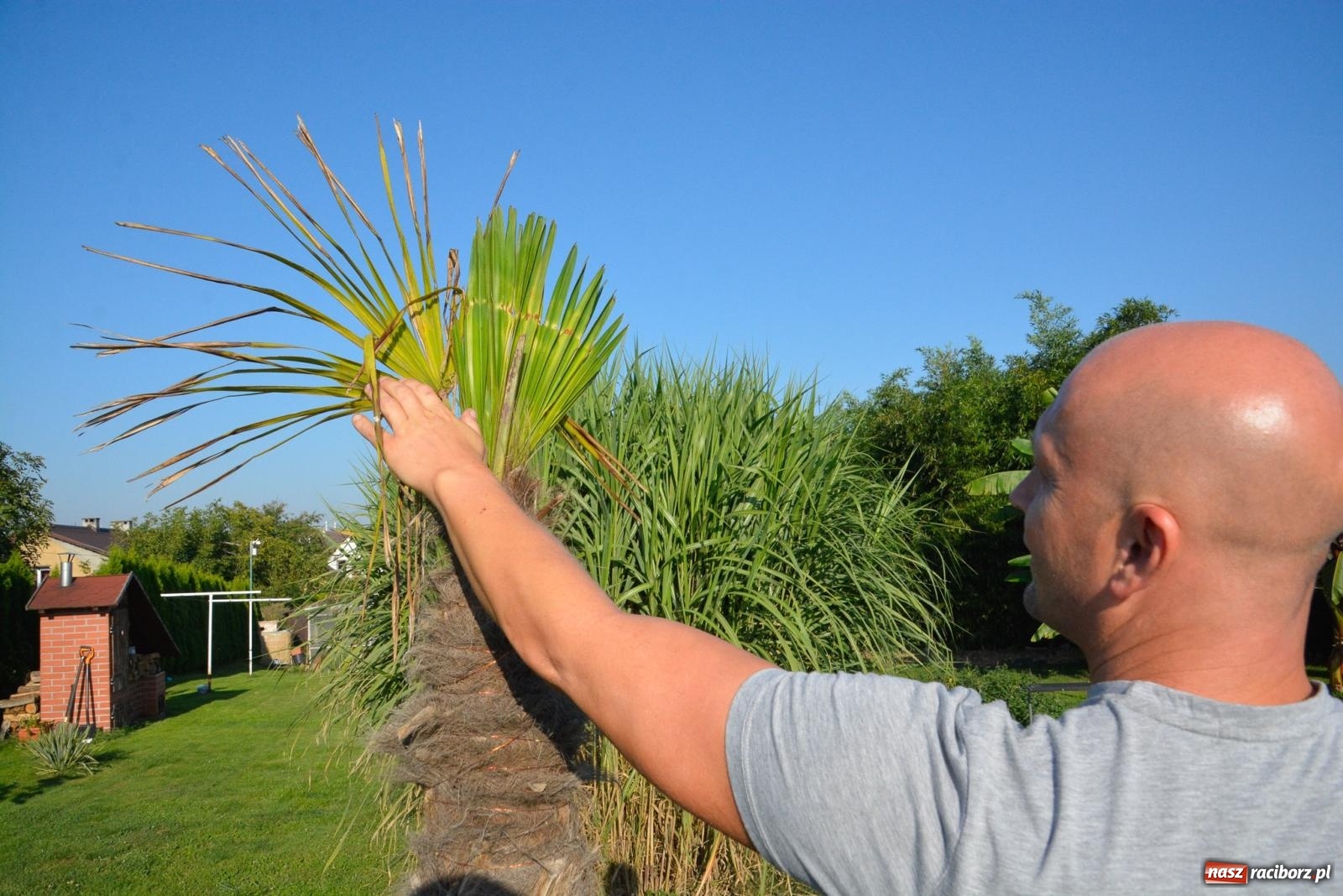 Zdjęcie w galerii na portalu naszraciborz.pl: Ogród w Krowiarkach pełen egzotycznych roślin [FOTO i WIDEO] wiadomości z regionu
