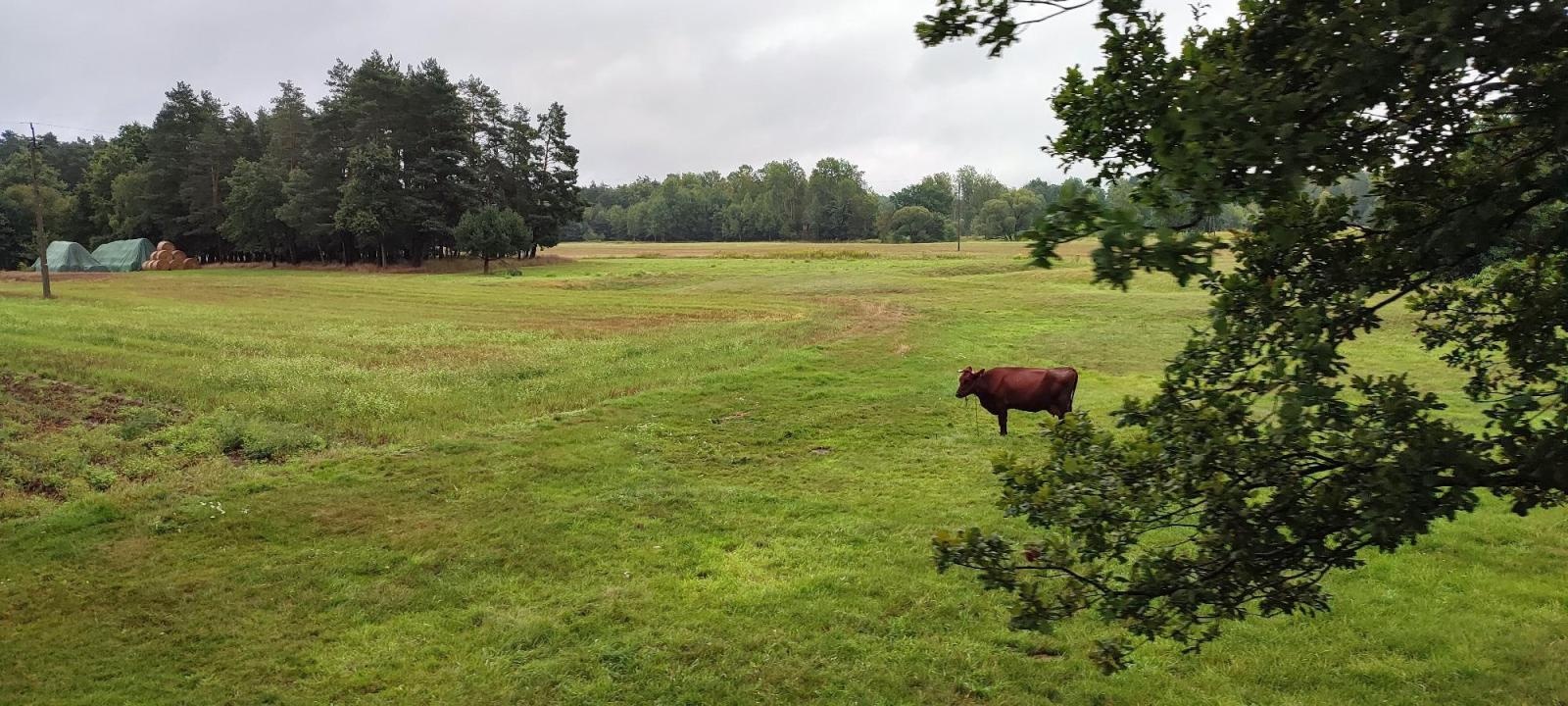 Zdjęcie w galerii na portalu naszraciborz.pl: Wakacje w powiecie w raciborskich Rudach wiadomości z regionu