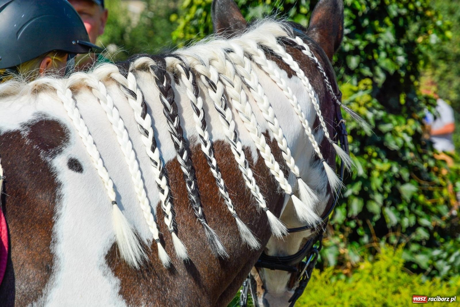 Zdjęcie w galerii na portalu naszraciborz.pl: Cesarskie rajtowanie w Gamowie [FOTO i WIDEO] wiadomości z regionu