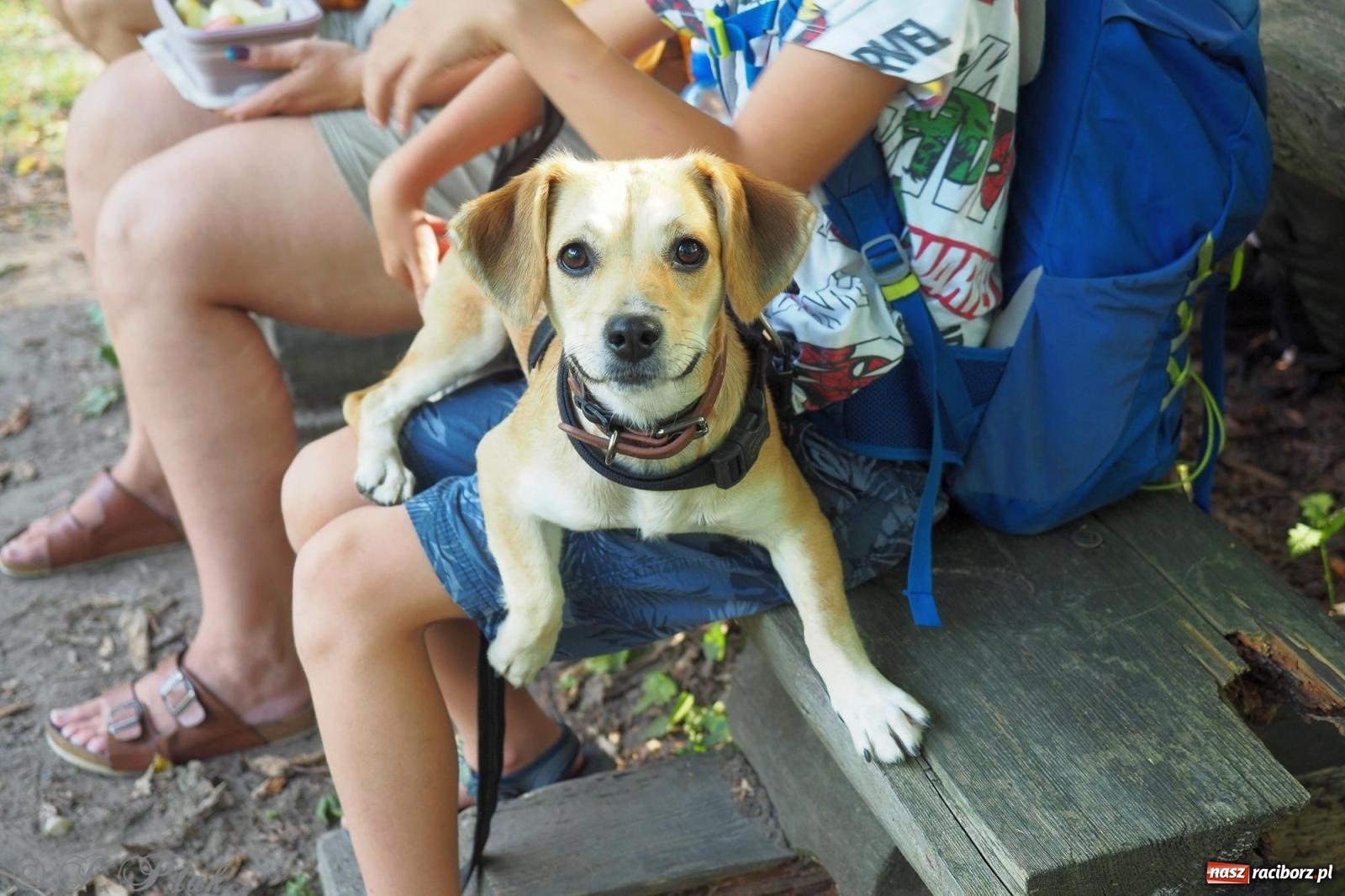 Zdjęcie w galerii na portalu naszraciborz.pl: Harmonia i balans. Las Obora dobry dla duszy i ciała [FOTO i WIDEO] wiadomości z regionu
