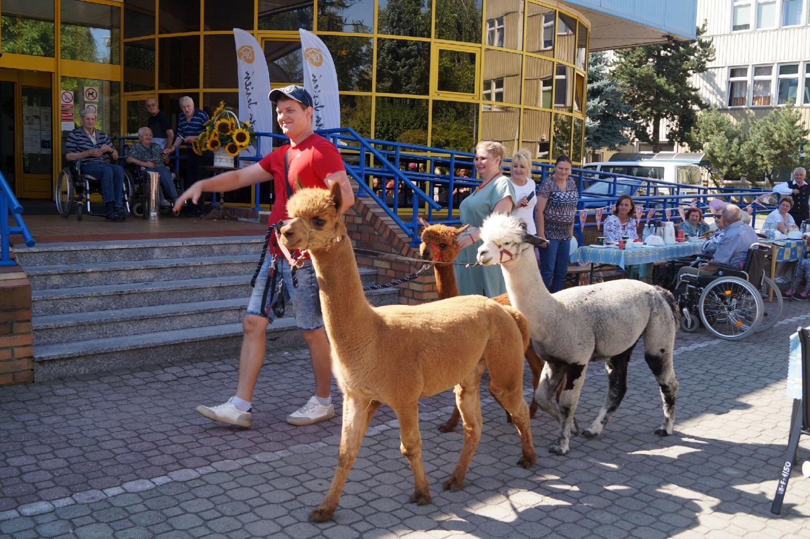 Zdjęcie w galerii na portalu naszraciborz.pl: Piknik integracyjny w raciborskiej Złotej Jesieni wiadomości z regionu