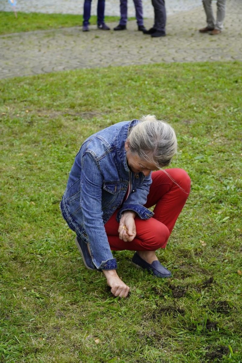 Zdjęcie w galerii na portalu naszraciborz.pl: Miasto wraz z dziećmi i mieszkańcami zasadziło krokusy wiadomości z regionu