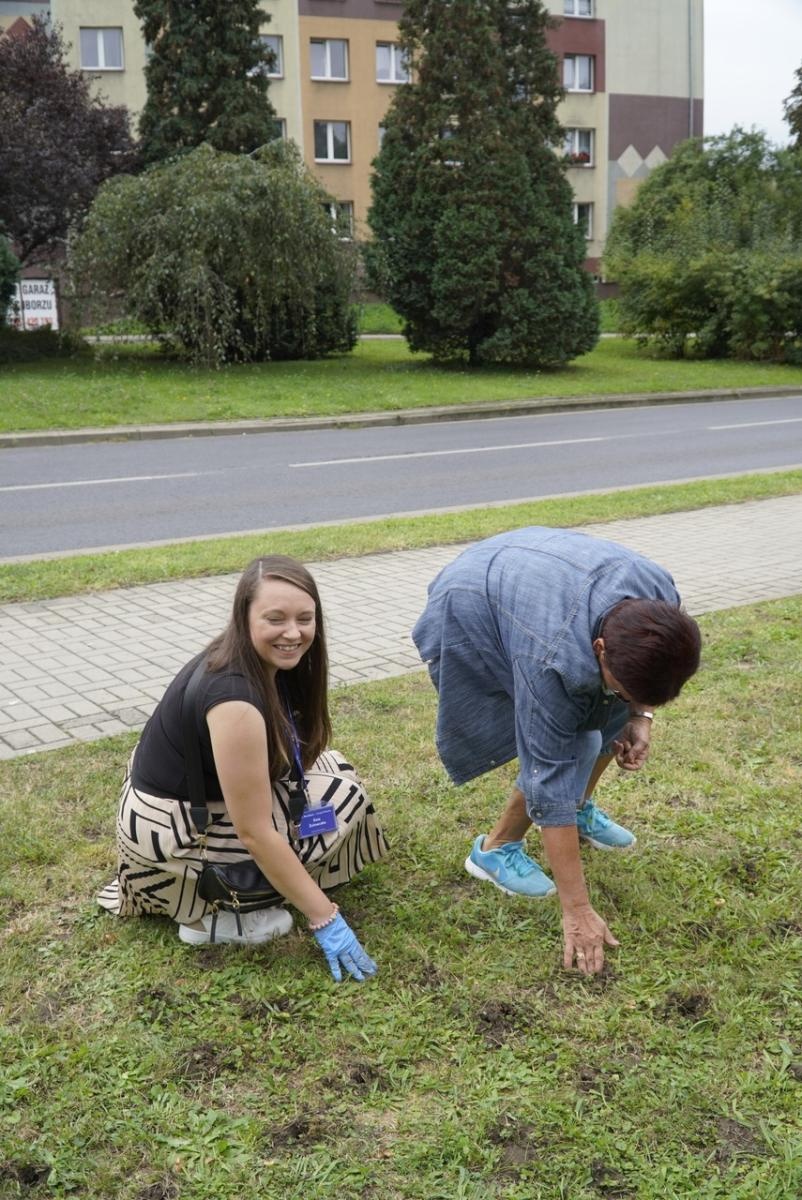 Zdjęcie w galerii na portalu naszraciborz.pl: Miasto wraz z dziećmi i mieszkańcami zasadziło krokusy wiadomości z regionu