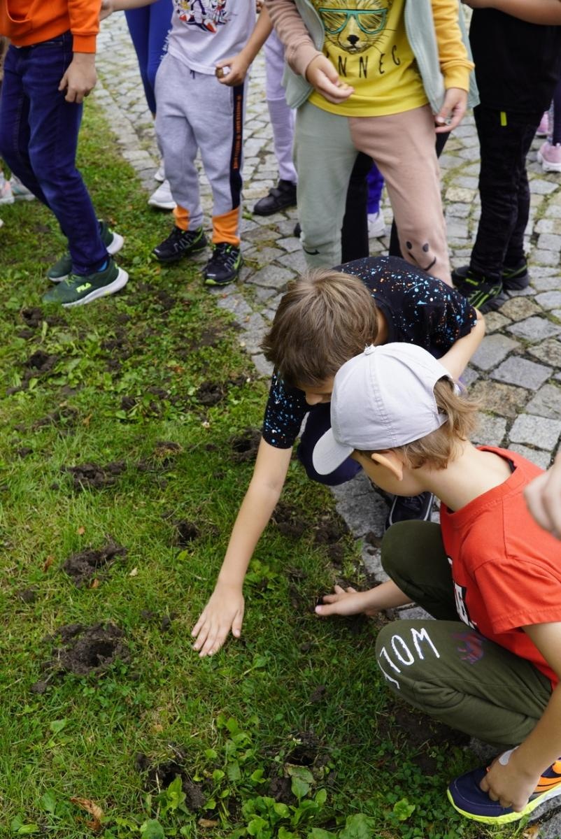 Zdjęcie w galerii na portalu naszraciborz.pl: Miasto wraz z dziećmi i mieszkańcami zasadziło krokusy wiadomości z regionu