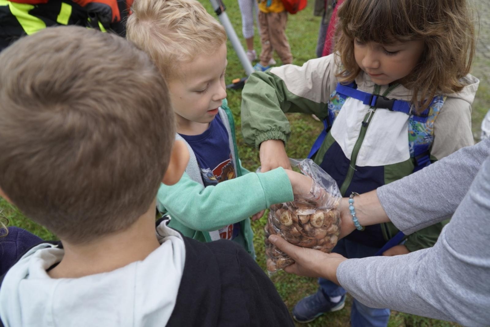 Zdjęcie w galerii na portalu naszraciborz.pl: Miasto wraz z dziećmi i mieszkańcami zasadziło krokusy wiadomości z regionu