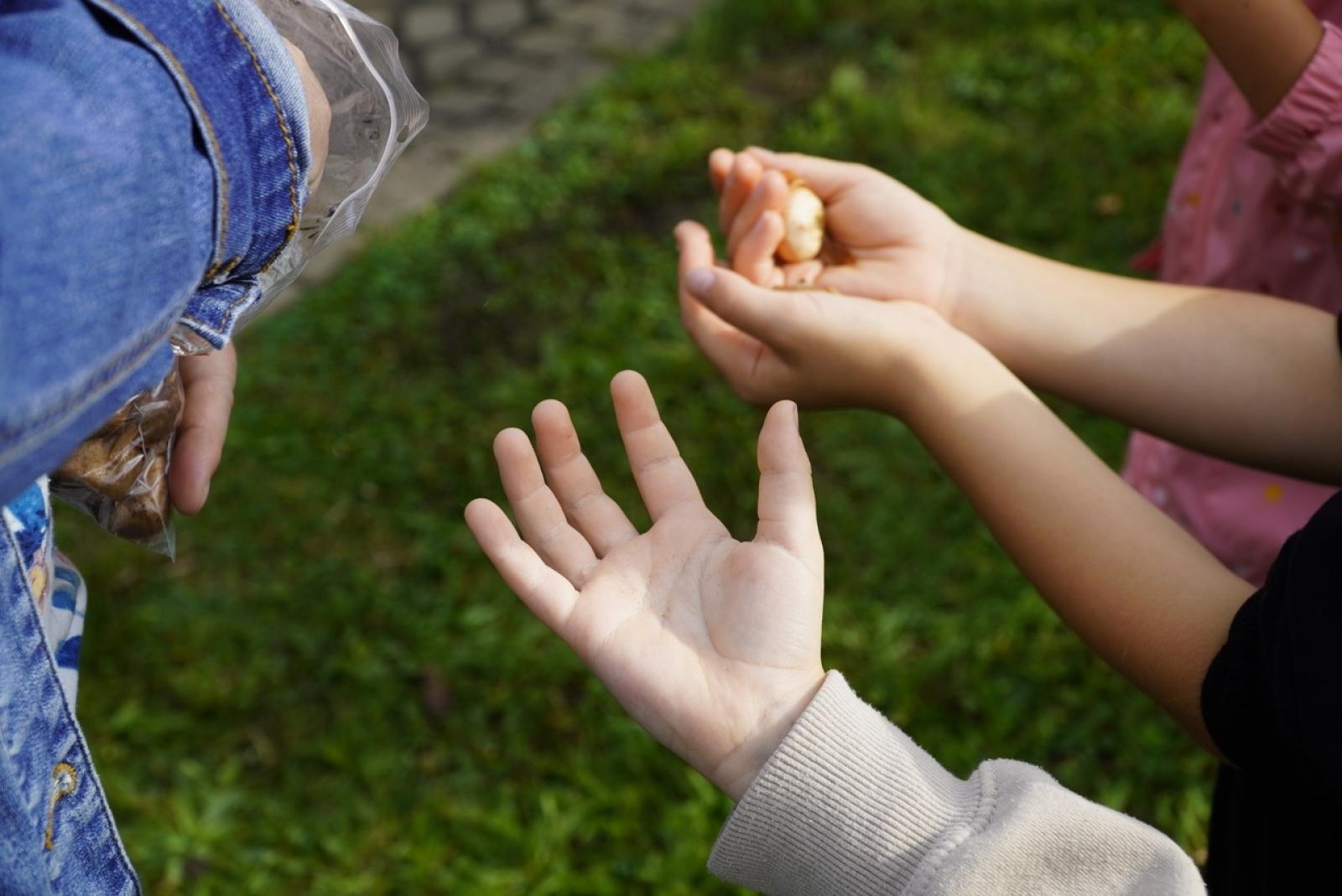 Zdjęcie w galerii na portalu naszraciborz.pl: Miasto wraz z dziećmi i mieszkańcami zasadziło krokusy wiadomości z regionu