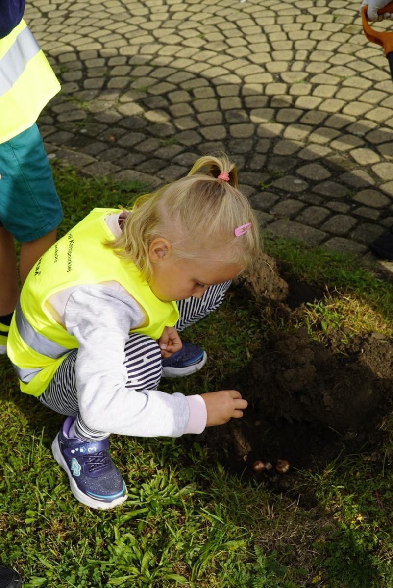 Zdjęcie w galerii na portalu naszraciborz.pl: Miasto wraz z dziećmi i mieszkańcami zasadziło krokusy wiadomości z regionu