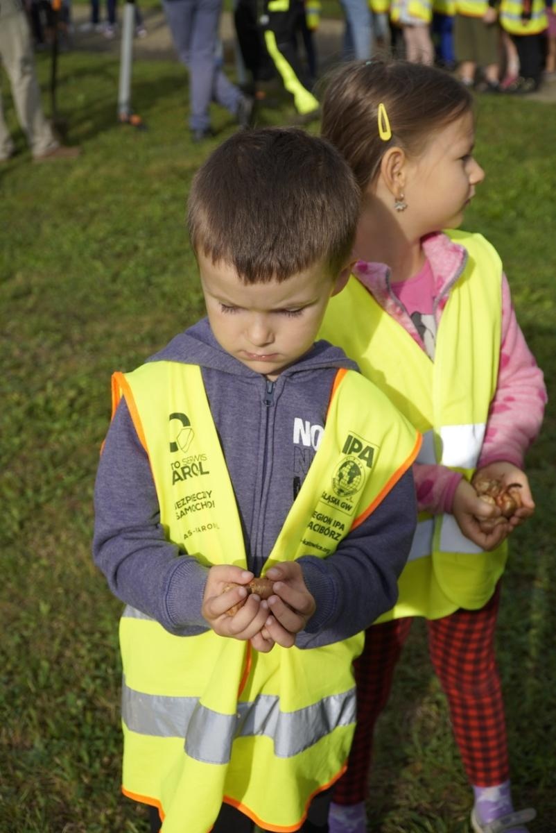 Zdjęcie w galerii na portalu naszraciborz.pl: Miasto wraz z dziećmi i mieszkańcami zasadziło krokusy wiadomości z regionu
