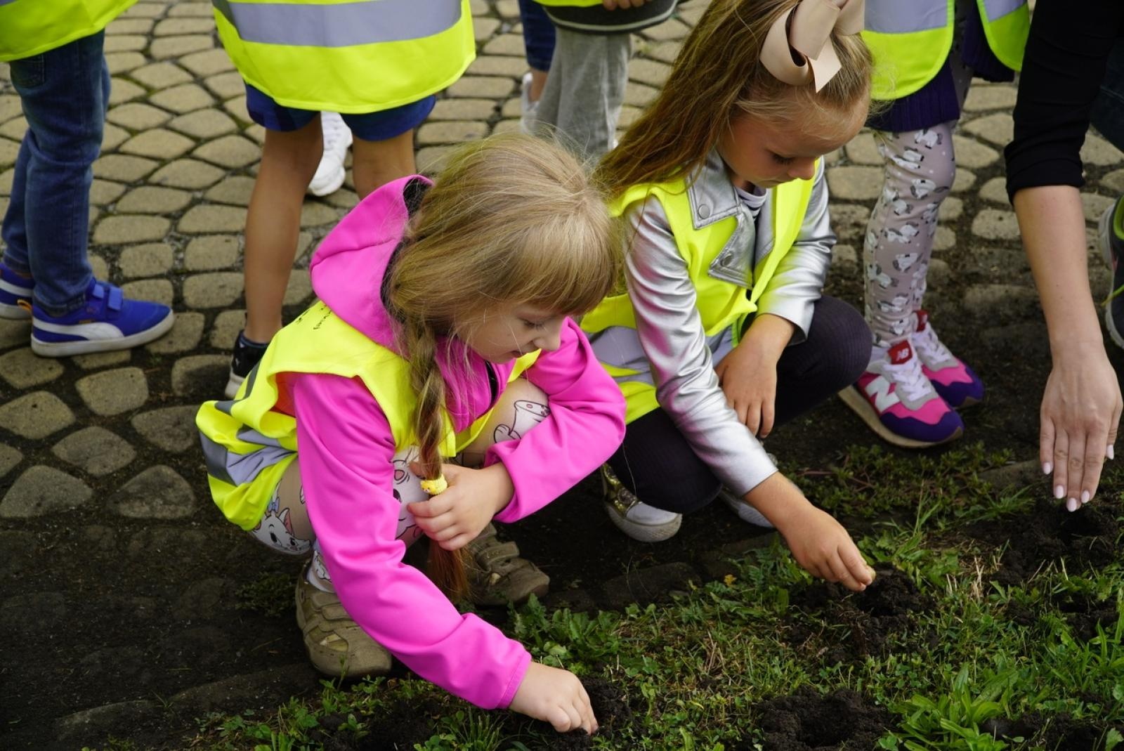 Zdjęcie w galerii na portalu naszraciborz.pl: Miasto wraz z dziećmi i mieszkańcami zasadziło krokusy wiadomości z regionu