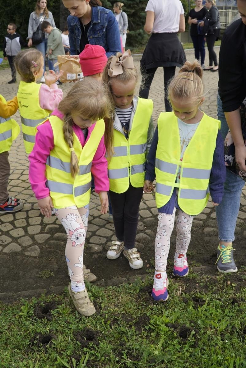 Zdjęcie w galerii na portalu naszraciborz.pl: Miasto wraz z dziećmi i mieszkańcami zasadziło krokusy wiadomości z regionu