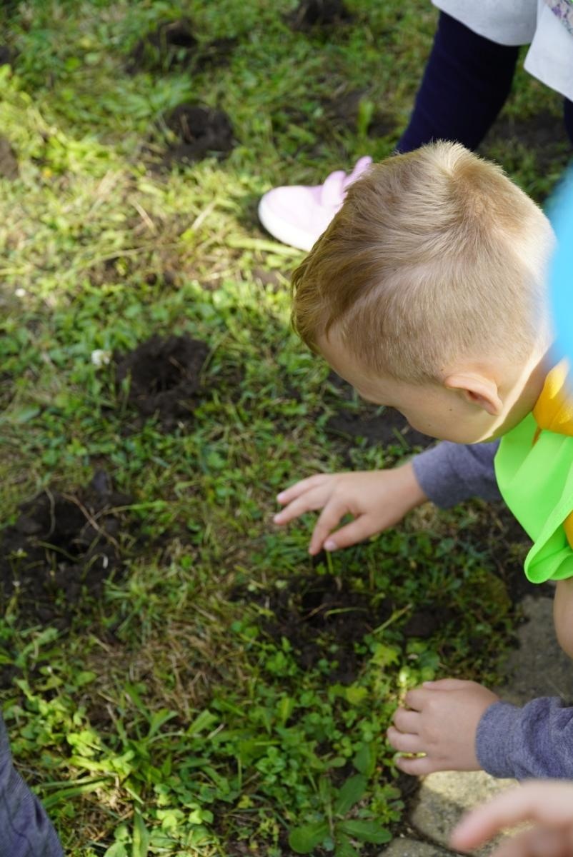 Zdjęcie w galerii na portalu naszraciborz.pl: Miasto wraz z dziećmi i mieszkańcami zasadziło krokusy wiadomości z regionu