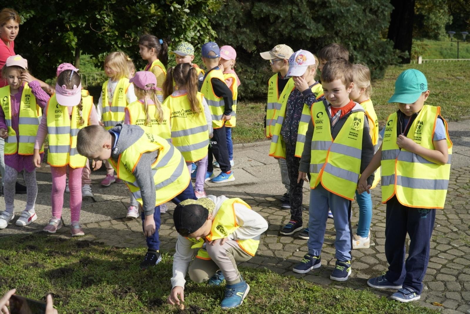 Zdjęcie w galerii na portalu naszraciborz.pl: Miasto wraz z dziećmi i mieszkańcami zasadziło krokusy wiadomości z regionu