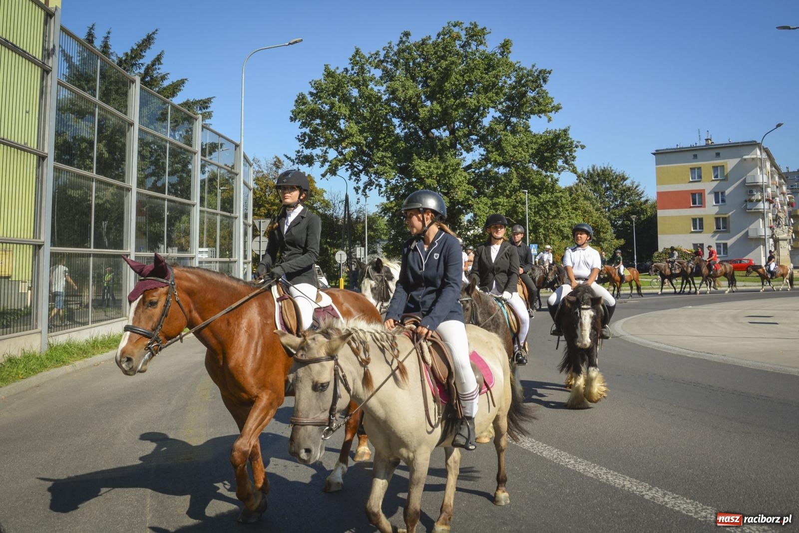 Zdjęcie w galerii na portalu naszraciborz.pl: Raciborski Hubertus. Parada konna przez miasto [FOTO i WIDEO] wiadomości z regionu