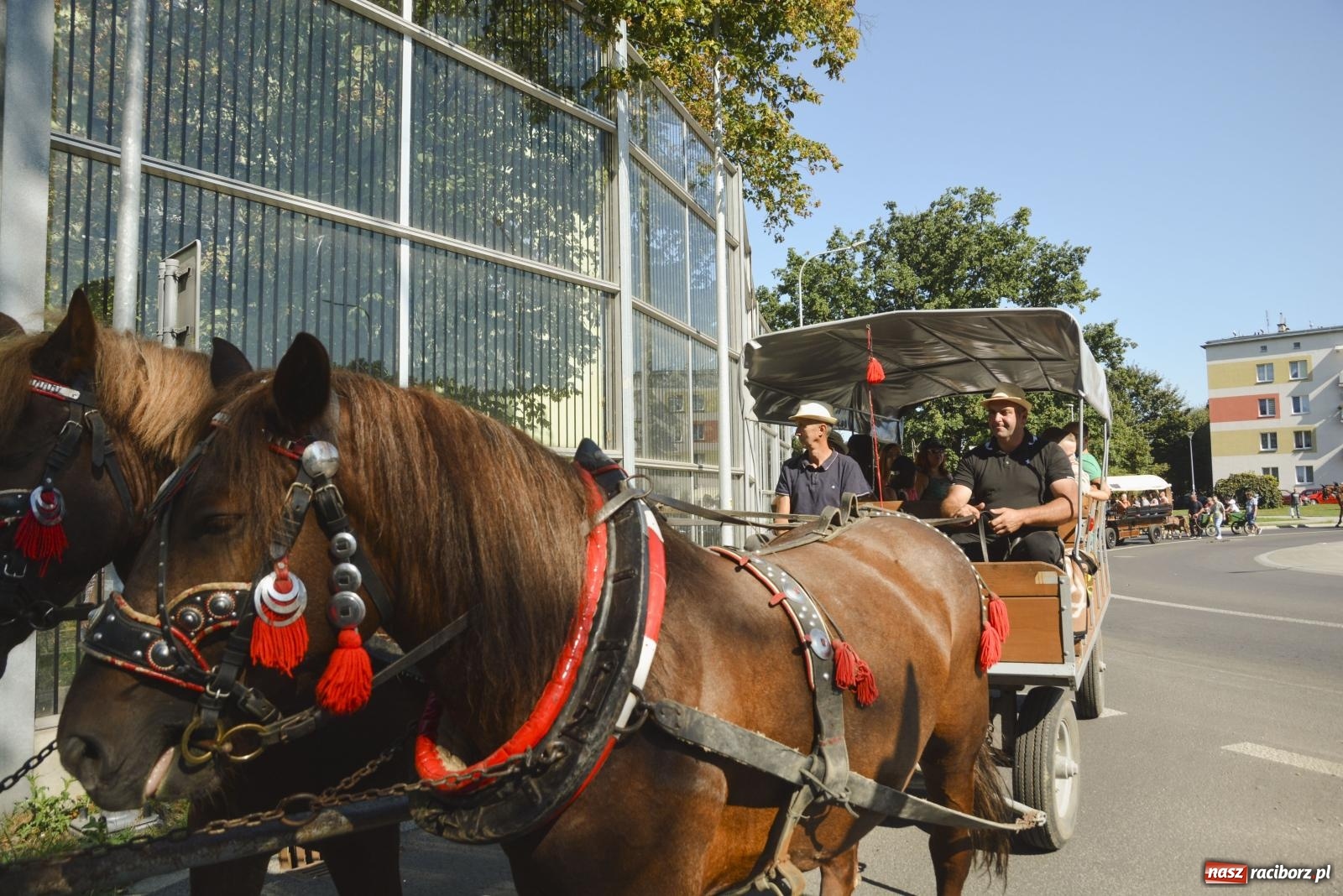 Zdjęcie w galerii na portalu naszraciborz.pl: Raciborski Hubertus. Parada konna przez miasto [FOTO i WIDEO] wiadomości z regionu