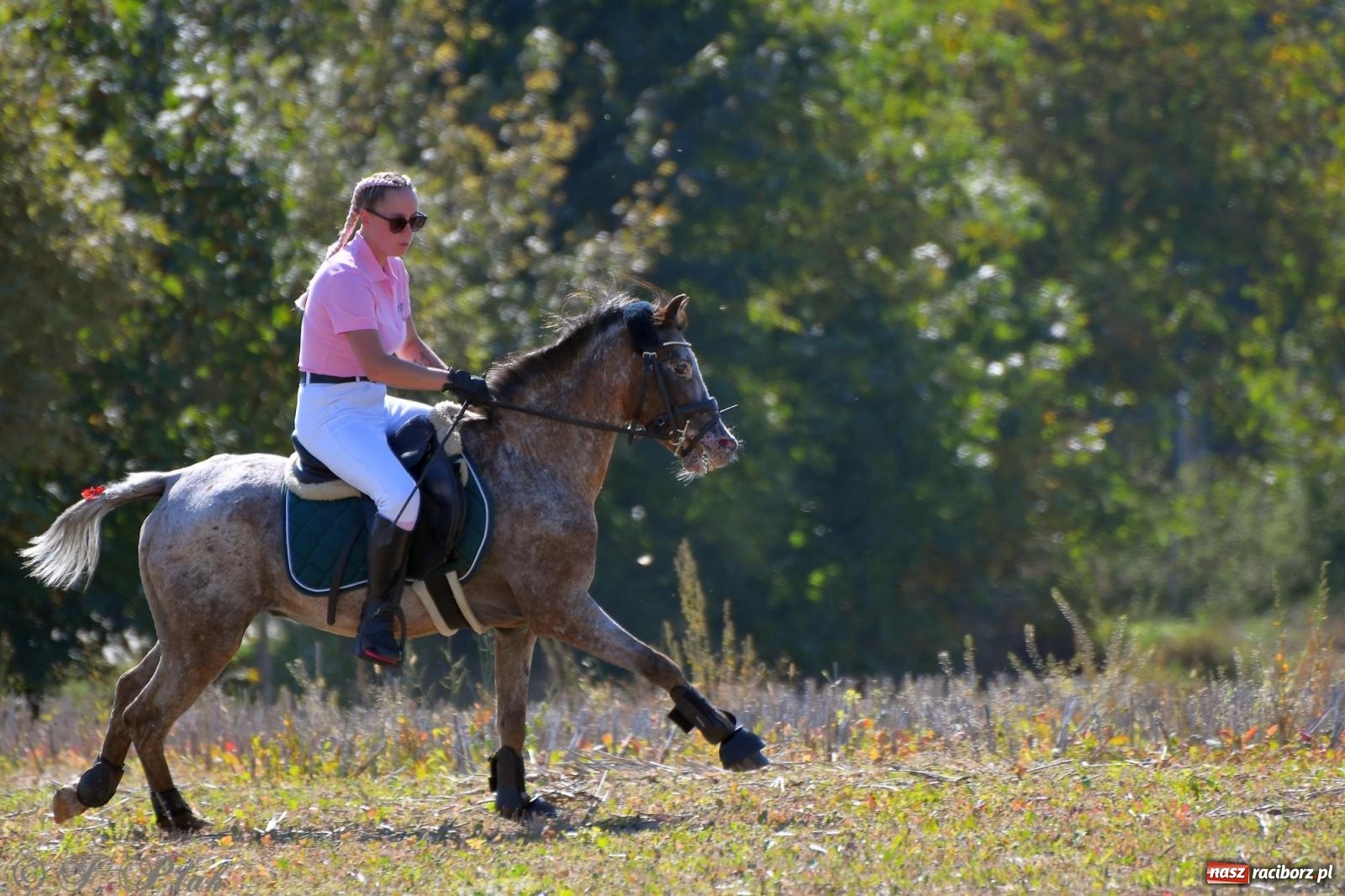 Zdjęcie w galerii na portalu naszraciborz.pl: Raciborski Hubertus. Parada konna przez miasto [FOTO i WIDEO] wiadomości z regionu
